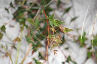 Bossiaea triangularis, photographed by Tim
