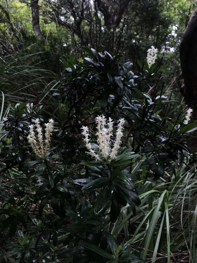 Agastachys odorata, photographed by Ramit Singal
