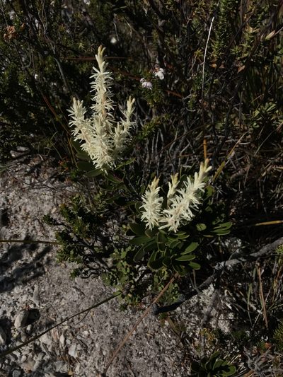 Agastachys odorata, photographed by Ramit Singal
