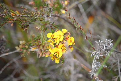 Dillwynia glaberrima, photographed by Tim