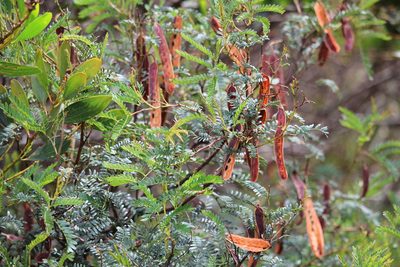 Acacia terminalis, photographed by Tim