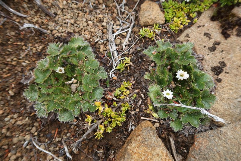 Dichosciadium ranunculaceum, photographed by Cowirrie