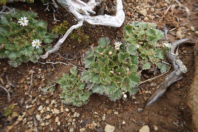 Dichosciadium ranunculaceum, photographed by Cowirrie