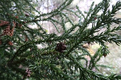 Athrotaxis selaginoides, photographed by Cowirrie