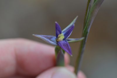 Thelymitra formosa, photographed by Christopher Stephens