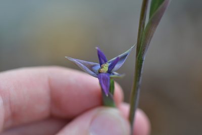 Thelymitra formosa, photographed by Christopher Stephens
