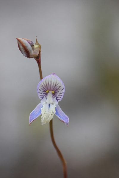 Disa venusta, photographed by Ryan van Huyssteen