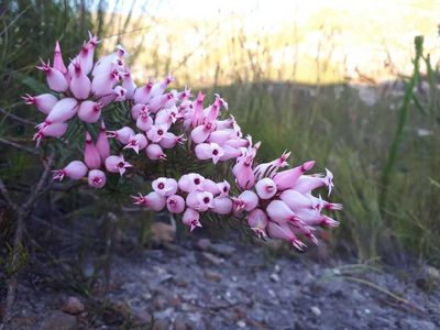 Erica ventricosa, photographed by Ryan van Huyssteen