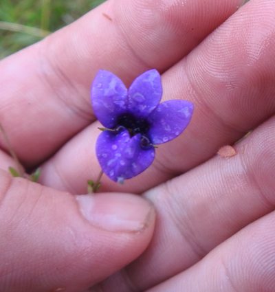 Monopsis simplex, photographed by Matthew Fainman