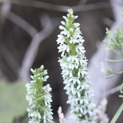 Platanthera elegans, photographed by Scott Loarie