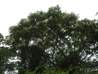 Calodendrum capense, photographed by Matthew Fainman