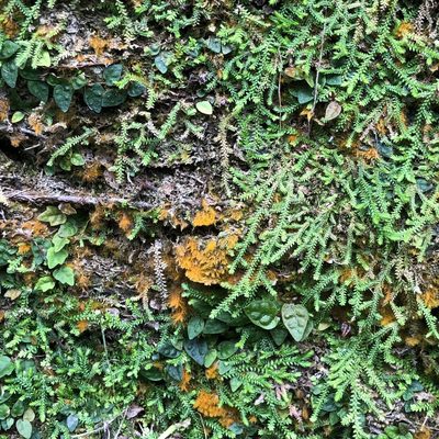 Selaginella lutchuensis, photographed by Takaaki Hattori