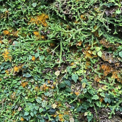 Selaginella lutchuensis, photographed by Takaaki Hattori