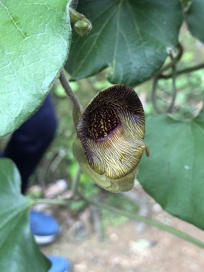 Aristolochia liukiuensis, photographed by Takaaki Hattori