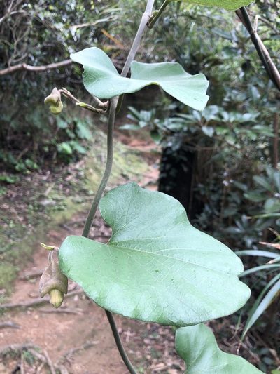 Aristolochia liukiuensis, photographed by Takaaki Hattori