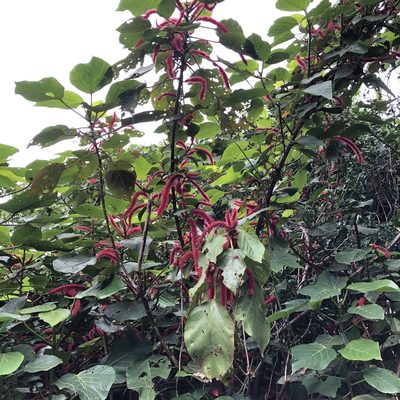 Acalypha hispida, photographed by Takaaki Hattori