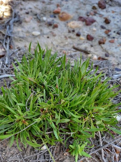 Centella sessilis, photographed by kevin koen
