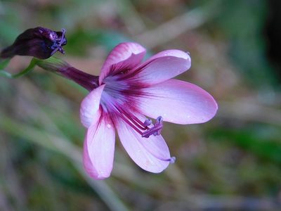 Geissorhiza callista, photographed by Klaus Wehrlin