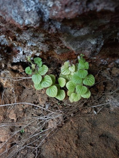 Nemesia deflexa, photographed by kevin koen