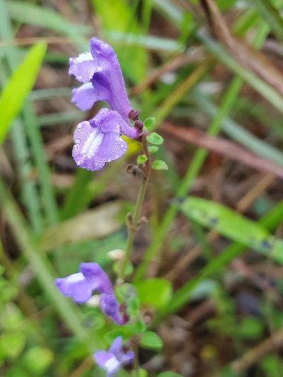 Scutellaria havanensis, photographed by Tom Field