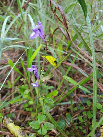 Scutellaria havanensis, photographed by Tom Field