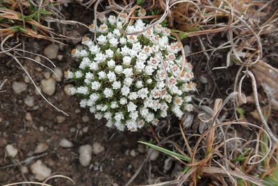 Helichrysum caespititium, photographed by Andrew Deacon