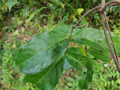 Hippocratea volubilis, photographed by Tom Field