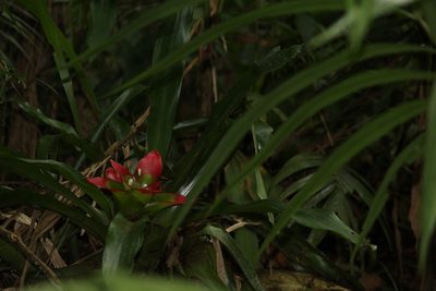 Nidularium innocentii, photographed by Carlos Henrique Russi