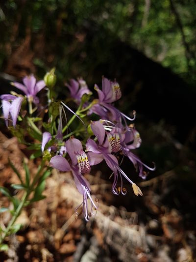 Alstroemeria zoellneri, photographed by Javier Conejeros Gastó