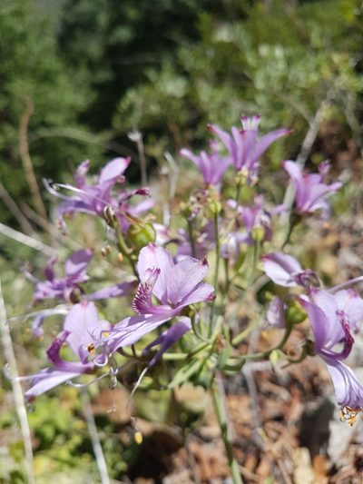 Alstroemeria zoellneri, photographed by Javier Conejeros Gastó