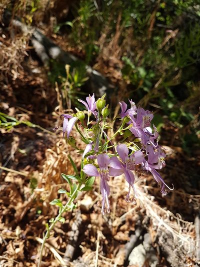 Alstroemeria zoellneri, photographed by Javier Conejeros Gastó