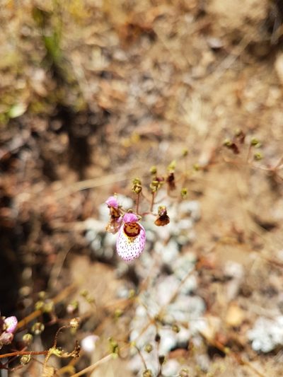 Calceolaria cana, photographed by Javier Conejeros Gastó