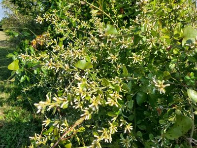 Baccharis glomeruliflora, photographed by Tom Field