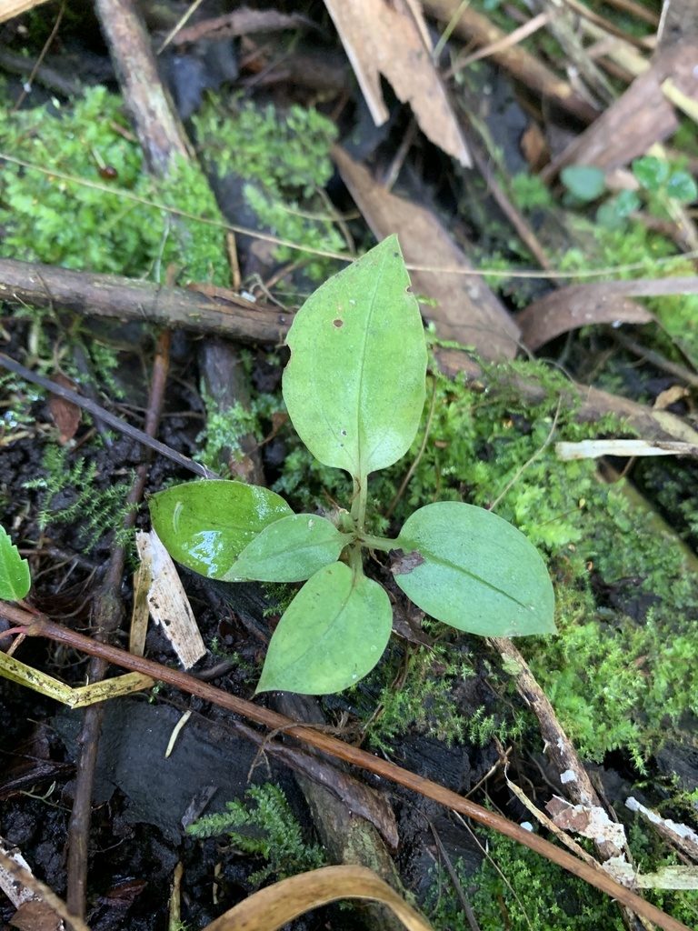 Cyclopogon cranichoides, photographed by Brandon Corder