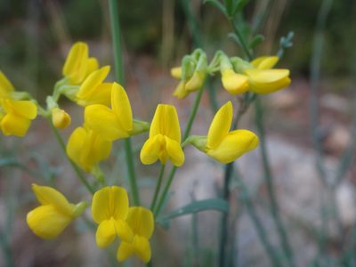 Coronilla juncea, photographed by Ben Costamagna