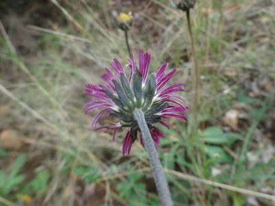 Bellis sylvestris, photographed by Ben Costamagna
