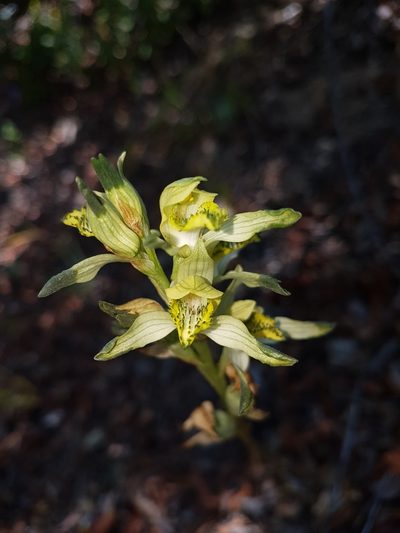 Chloraea multiflora, photographed by Javier Conejeros Gastó
