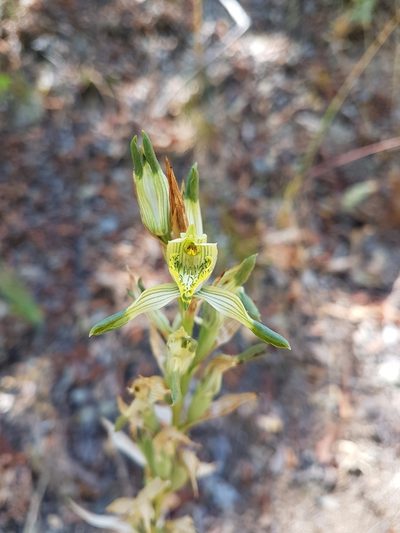 Chloraea multiflora, photographed by Javier Conejeros Gastó