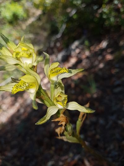 Chloraea multiflora, photographed by Javier Conejeros Gastó