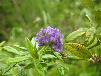 Afrolobium sericeum, photographed by Matthew Fainman