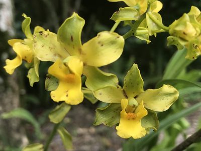 Cyrtopodium flavum, photographed by Mario Barroso
