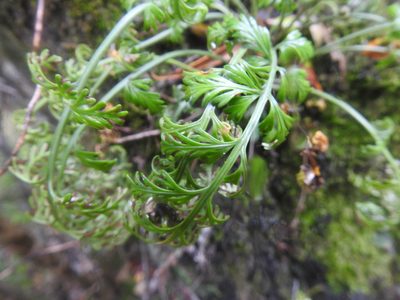 Asplenium rutifolium, photographed by Matthew Fainman