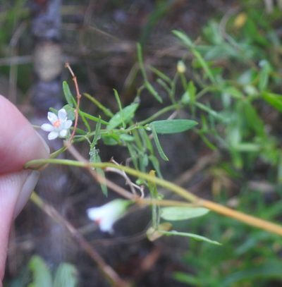 Asparagus volubilis, photographed by Matthew Fainman