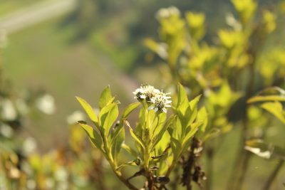 Verbesina centroboyacana, photographed by Andrés Ramírez-Barrera
