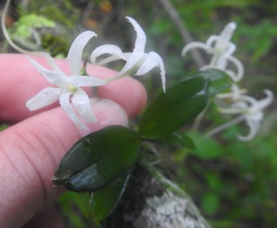 Mystacidium capense, photographed by Matthew Fainman