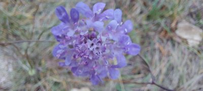 Scabiosa triandra, photographed by Francesco Cecere