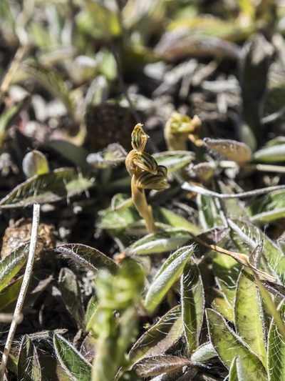 Pterostylis tristis, photographed by Cara-Lisa Schloots