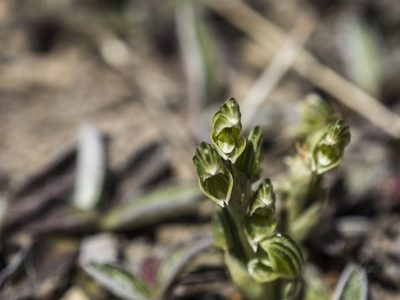 Pterostylis tanypoda, photographed by Cara-Lisa Schloots