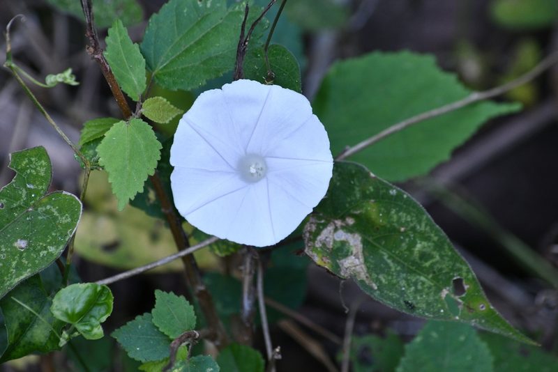 Ipomoea puncticulata, photographed by adel-fridus