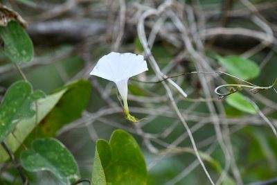 Ipomoea puncticulata, photographed by adel-fridus